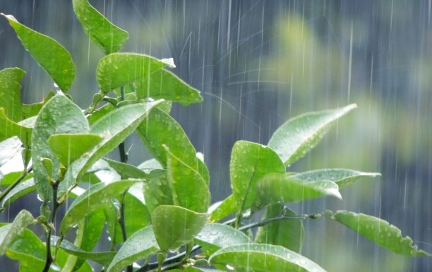 雨の日の洗車は意味がない 雨天の洗車の注意点は ガラスコーティング大阪 横浜