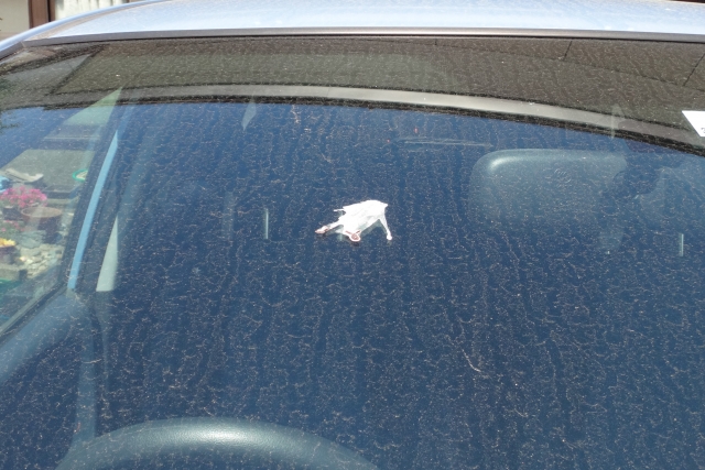 車に鳥のフンが 取り方と対策を知っておこう ガラスコーティング大阪 横浜